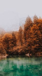 Превью обои деревья, осень, озеро, туман, вода