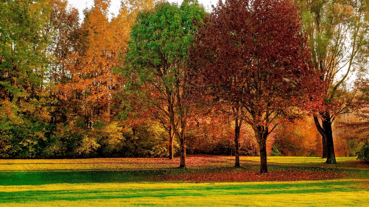 Обои деревья, осень, парк, листва