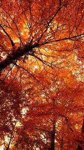 Превью обои деревья, осень, парк, природа