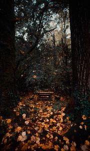 Превью обои деревья, осень, природа, лес, листва