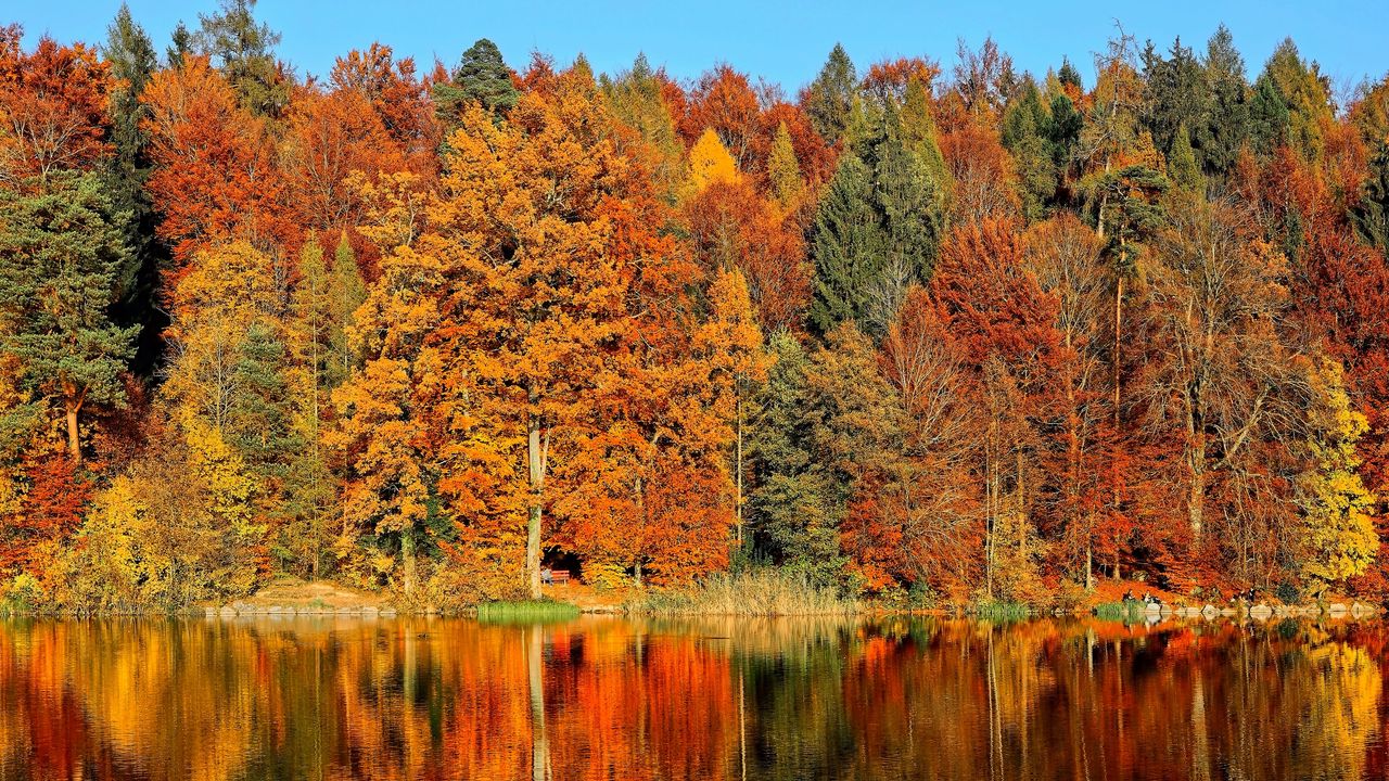 Обои деревья, осень, река, отражение