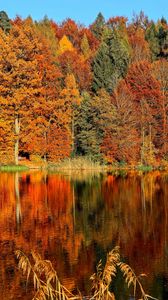 Превью обои деревья, осень, река, отражение