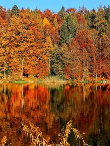 Превью обои деревья, осень, река, отражение