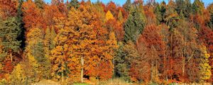 Превью обои деревья, осень, река, отражение