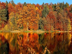 Превью обои деревья, осень, река, отражение