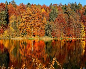 Превью обои деревья, осень, река, отражение