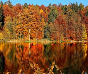 Превью обои деревья, осень, река, отражение