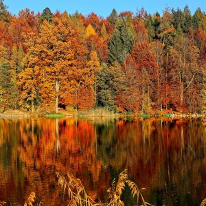 Превью обои деревья, осень, река, отражение
