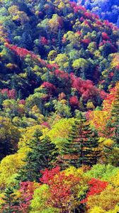 Превью обои деревья, осень, склоны, цвета, палитра