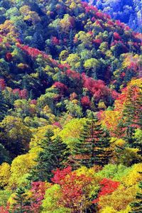 Превью обои деревья, осень, склоны, цвета, палитра