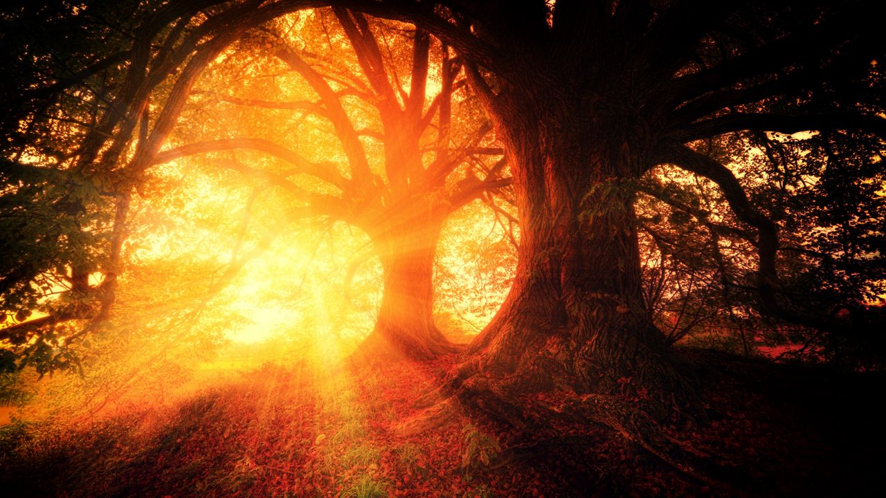 Обои деревья, осень, солнечный свет, лес, свет