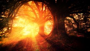 Превью обои деревья, осень, солнечный свет, лес, свет