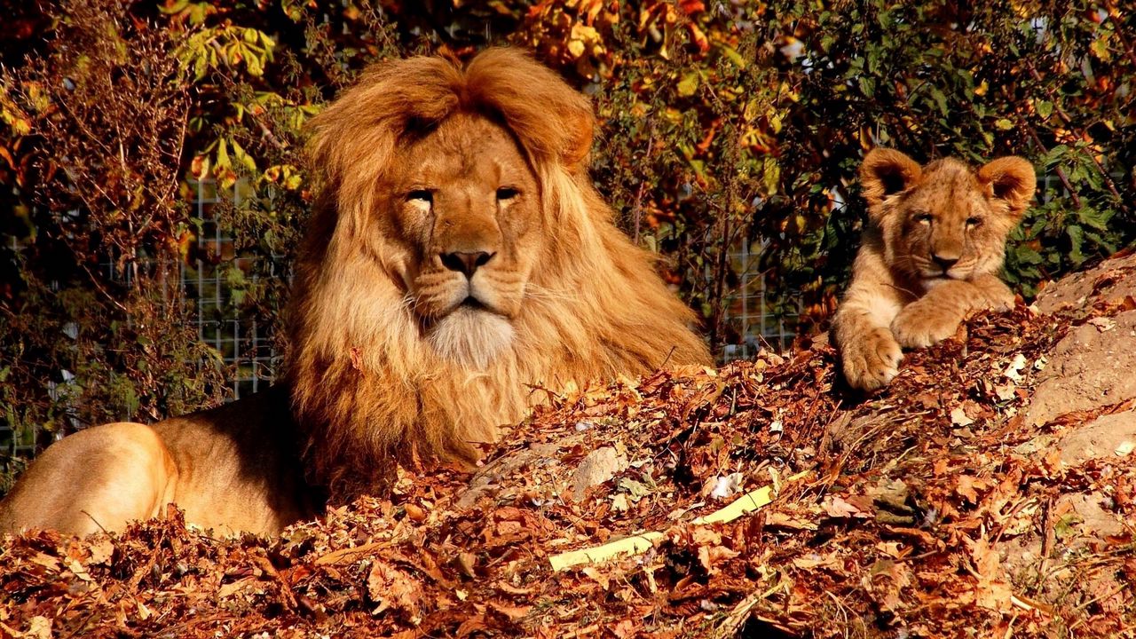 Обои деревья, осень, сын, лев, львенок, зоопарк