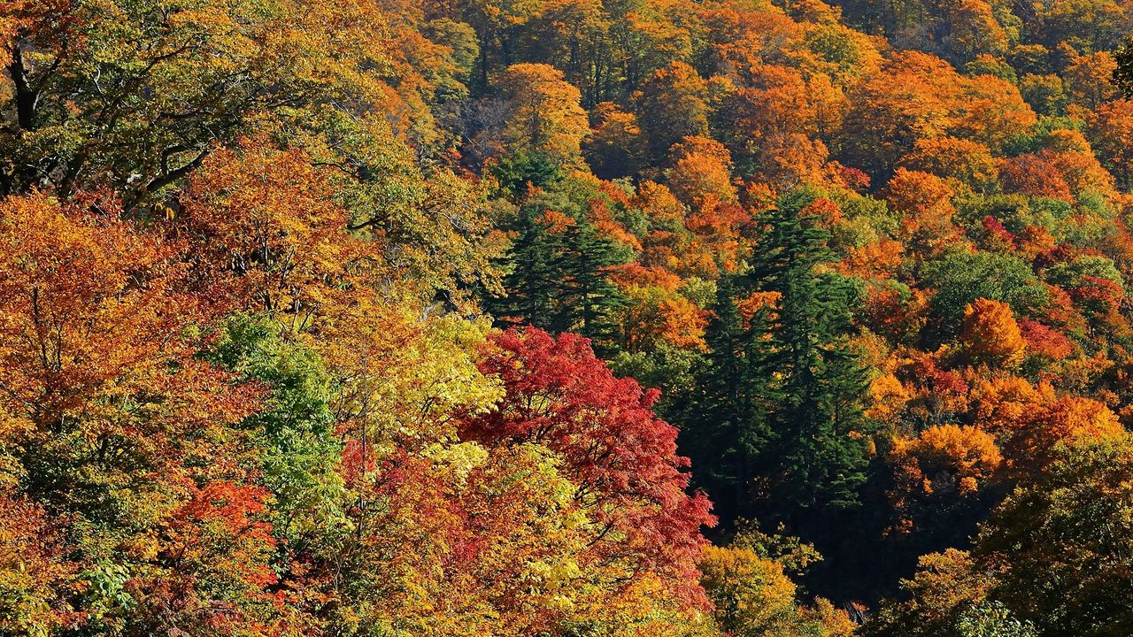 Обои деревья, осень, вид сверху