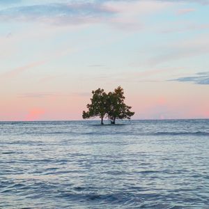 Превью обои деревья, остров, море, вода, пейзаж
