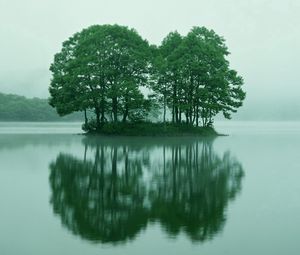 Превью обои деревья, островок, озеро, туман, вода, утро, лето