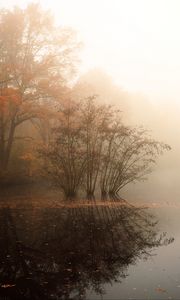 Превью обои деревья, отражение, пруд, опавшая листва, осень