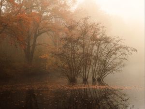 Превью обои деревья, отражение, пруд, опавшая листва, осень