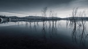 Превью обои деревья, отражение, пруд, темный
