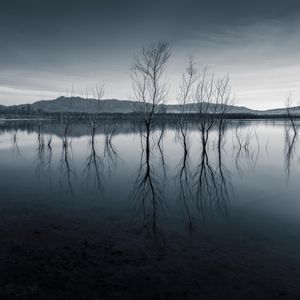 Превью обои деревья, отражение, пруд, темный