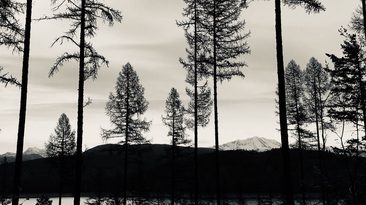 Обои деревья, озеро, чб, отражение