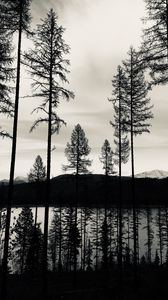 Превью обои деревья, озеро, чб, отражение