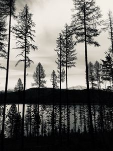 Превью обои деревья, озеро, чб, отражение
