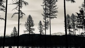 Превью обои деревья, озеро, чб, отражение