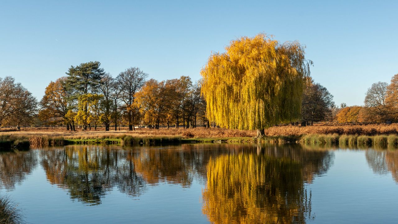 Обои деревья, озеро, отражение, вода, природа