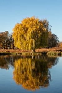 Превью обои деревья, озеро, отражение, вода, природа