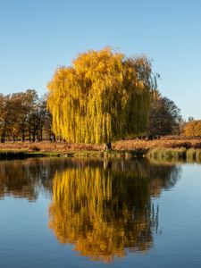 Превью обои деревья, озеро, отражение, вода, природа