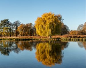 Превью обои деревья, озеро, отражение, вода, природа