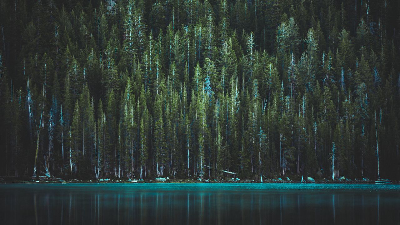 Обои деревья, озеро, теная, йосемитский национальный парк, сша