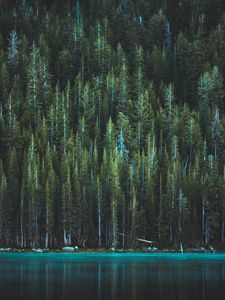 Превью обои деревья, озеро, теная, йосемитский национальный парк, сша