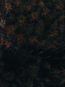 Превью обои деревья, пальмы, лес