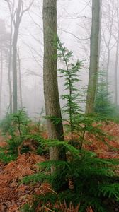 Превью обои деревья, папоротник, сухой, лес, туман