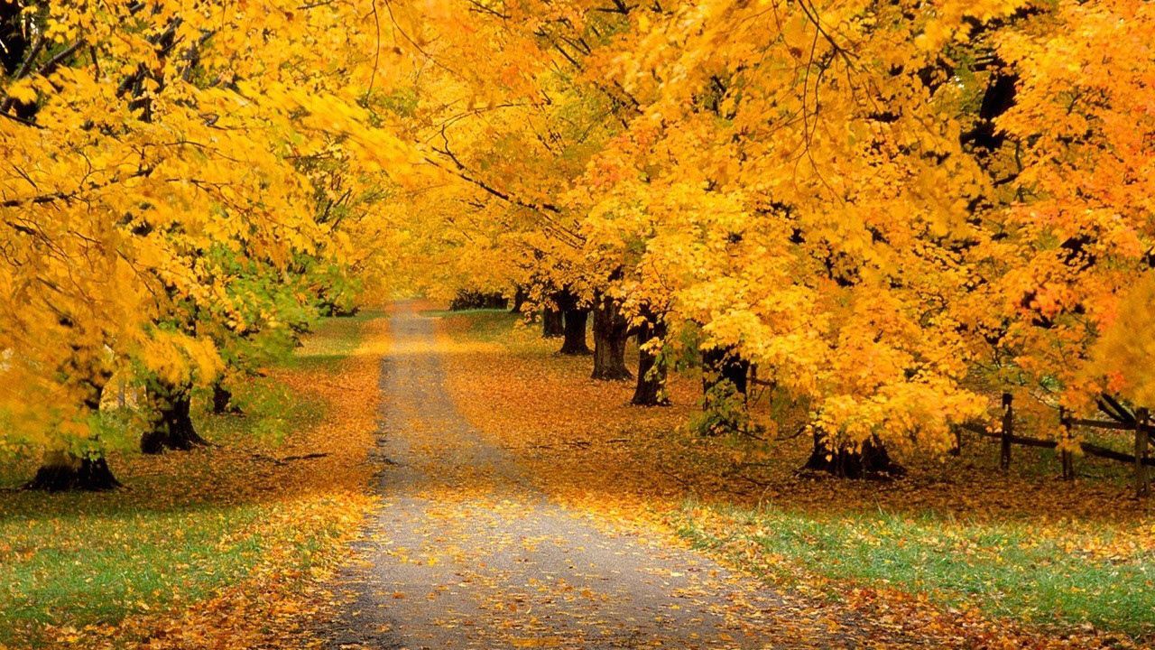 Обои деревья, парк, осень, листья, желтые, тропа
