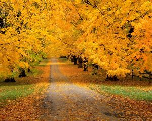 Превью обои деревья, парк, осень, листья, желтые, тропа