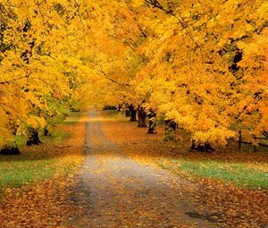 Превью обои деревья, парк, осень, листья, желтые, тропа