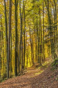 Превью обои деревья, парк, тропа, свет