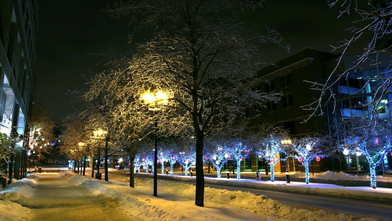 Обои деревья, парк, зима, украшение, декор, улица, ночь, город