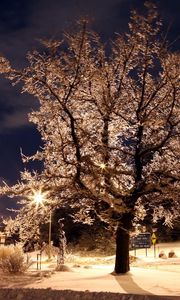 Превью обои деревья, парк, зима, ночь, иней, знаки, фонари