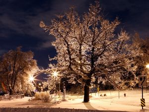 Превью обои деревья, парк, зима, ночь, иней, знаки, фонари