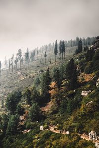 Превью обои деревья, пейзаж, холм, склон