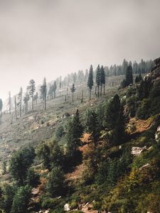 Превью обои деревья, пейзаж, холм, склон