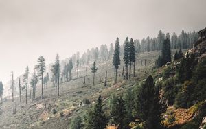 Превью обои деревья, пейзаж, холм, склон