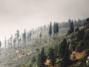 Превью обои деревья, пейзаж, холм, склон