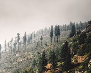 Превью обои деревья, пейзаж, холм, склон