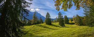 Превью обои деревья, пейзаж, луг, трава