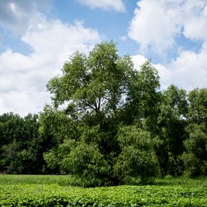 Превью обои деревья, пейзаж, трава, небо